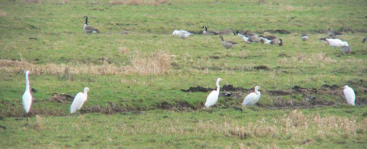 Grotezilverreigers010205